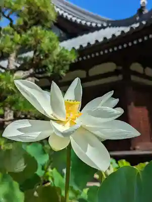 法金剛院(京都府)