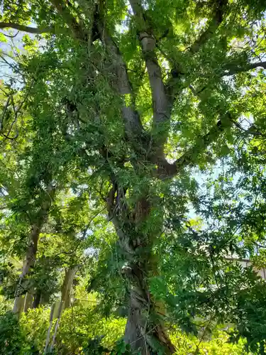 玉敷神社の自然