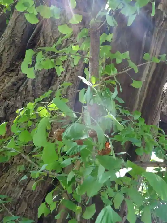 稲毛神社の自然