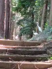 出雲伊波比神社(埼玉県)