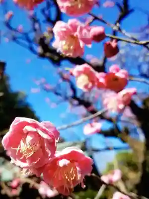 布多天神社(東京都)