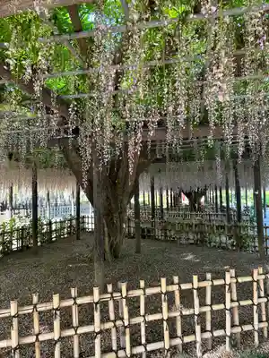 玉敷神社(埼玉県)