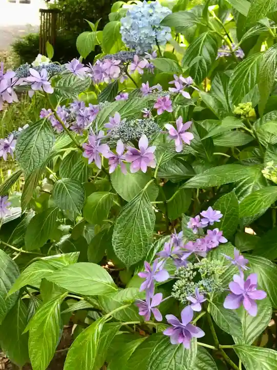 菊田神社の自然