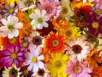 札幌諏訪神社の手水舎