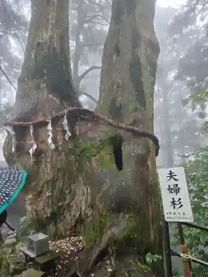 玉置神社(奈良県)