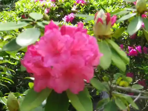 黄梅院（円覚寺塔頭）の自然