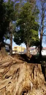 明治神社の自然