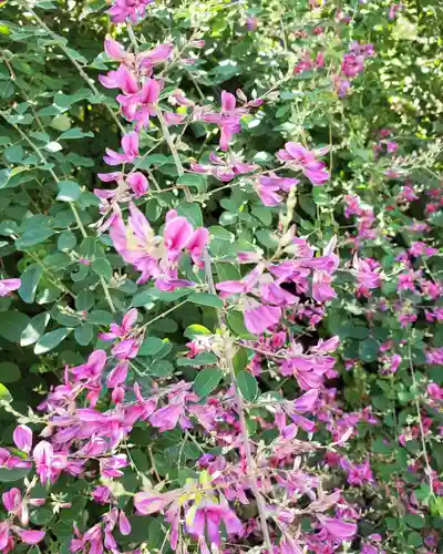 沙沙貴神社の自然