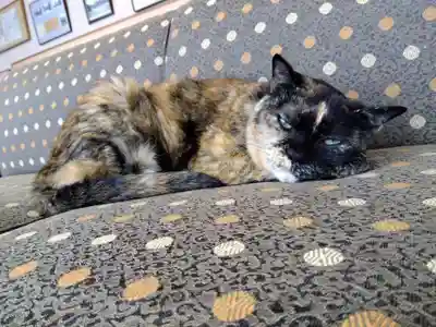 佐佳枝廼社の動物