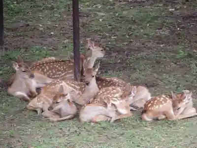 夫婦大國社（春日大社末社）(奈良県)