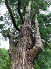 若狭姫神社（若狭彦神社下社）の自然