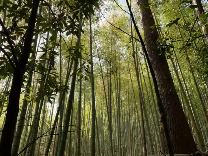 大國主神社の自然