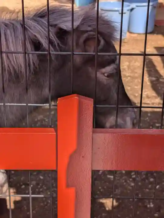 神田神社(神田明神)(東京都)
