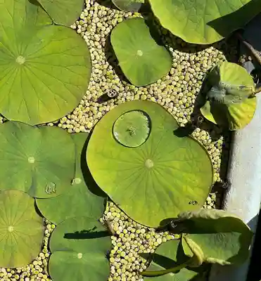 五井山 妙善院の自然