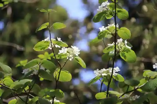 磐椅神社の自然