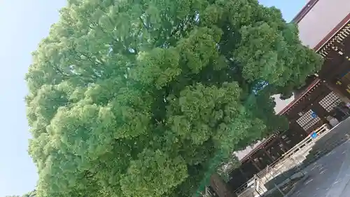 明治神宮の自然