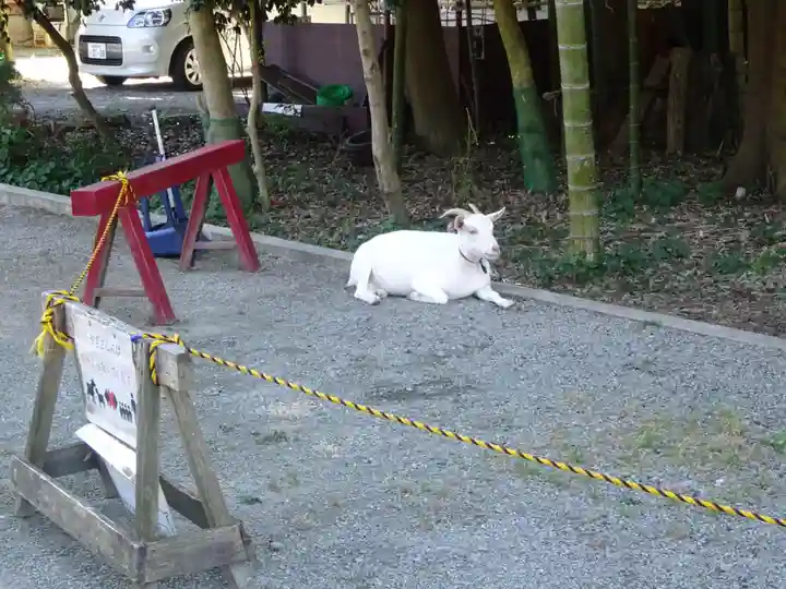 出雲大社相模分祠の動物