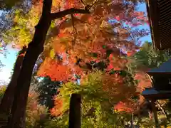 普門寺(切り絵御朱印発祥の寺)の自然