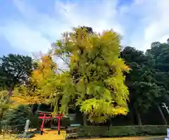 岩戸落葉神社(京都府)