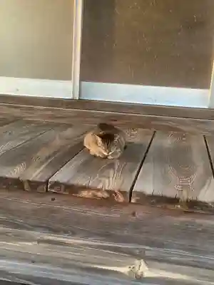 阿弥陀律寺の動物