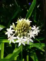 境妙寺(東京都)