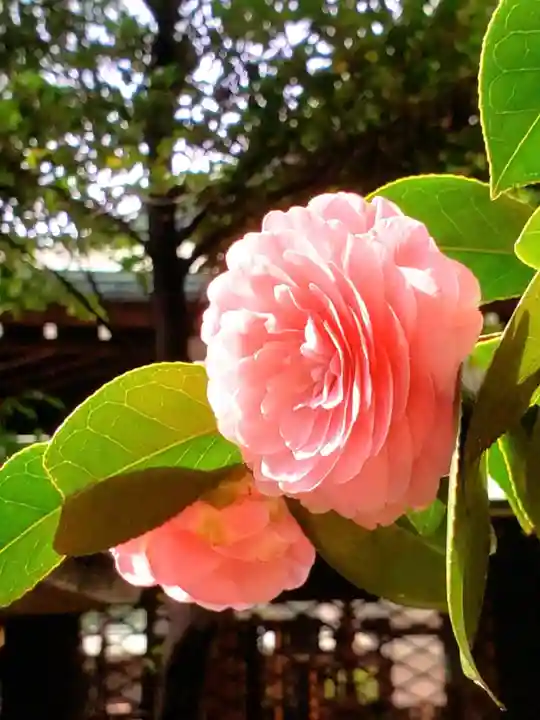 白金氷川神社(東京都)