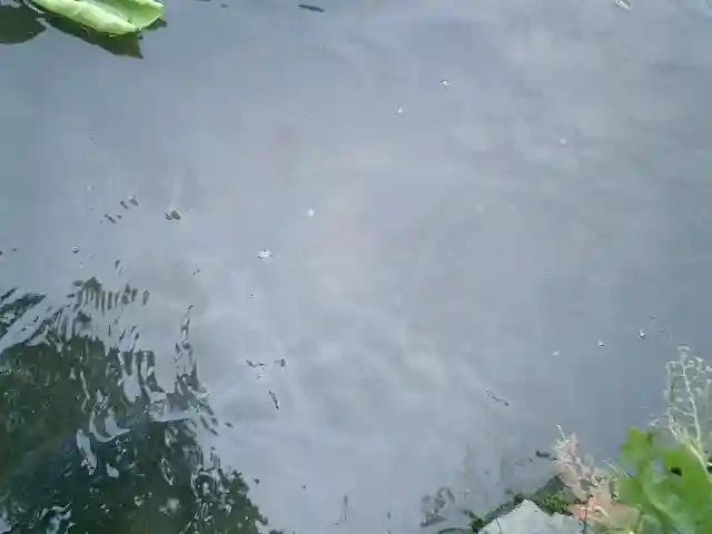 鶴岡八幡宮の庭園