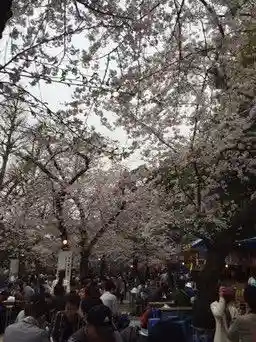 靖國神社の自然