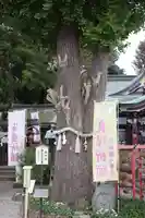 川越八幡宮の自然