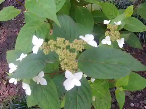 御霊神社の自然