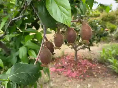 曼荼羅寺の自然