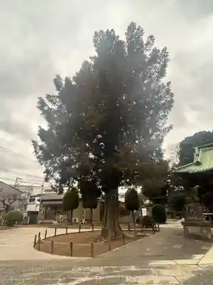 諏訪神社(東京都)