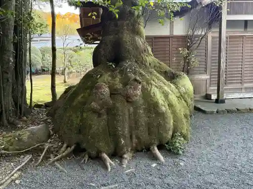 伊雜宮（皇大神宮別宮）の{uncategorized: "未分類", other: "その他", undefined: "問題あり", building: "その他建物", grave: "お墓", sacred_gate: "鳥居", guardian: "狛犬", statue: "像", buddha: "仏像", history: "歴史", nature: "自然", garden: "庭園", animal: "動物", pagoda: "塔", temizu: "手水舎", mountain_gate: "山門・神門", sanctuary: "本殿・本堂", subordinate: "末社・摂社", art: "芸術", scenery: "景色", jizo: "地蔵", ema: "絵馬", goshuin: "御朱印", omikuji: "おみくじ", items: "授与品その他", amulet: "お守り", goshuincho: "御朱印帳", eats: "食事", festival: "お祭り", votive_dance: "神楽", shichigosan: "七五三参", wedding: "結婚式", experience: "体験その他", initially: "初詣", around: "周辺", anti_infection: "感染症対策"}