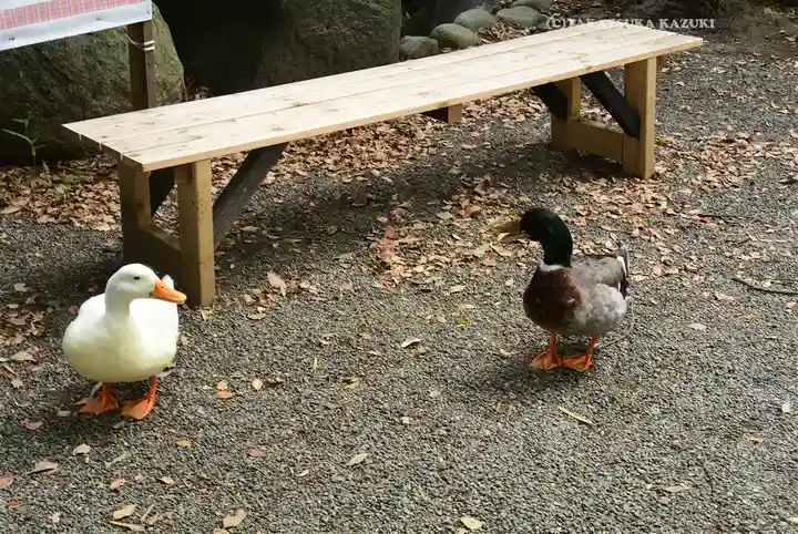 平塚八幡宮(神奈川県)