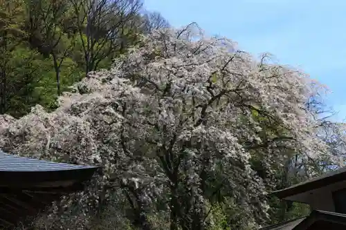 観音寺の庭園