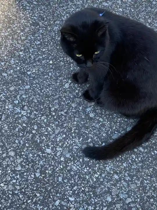 唐澤山神社の動物