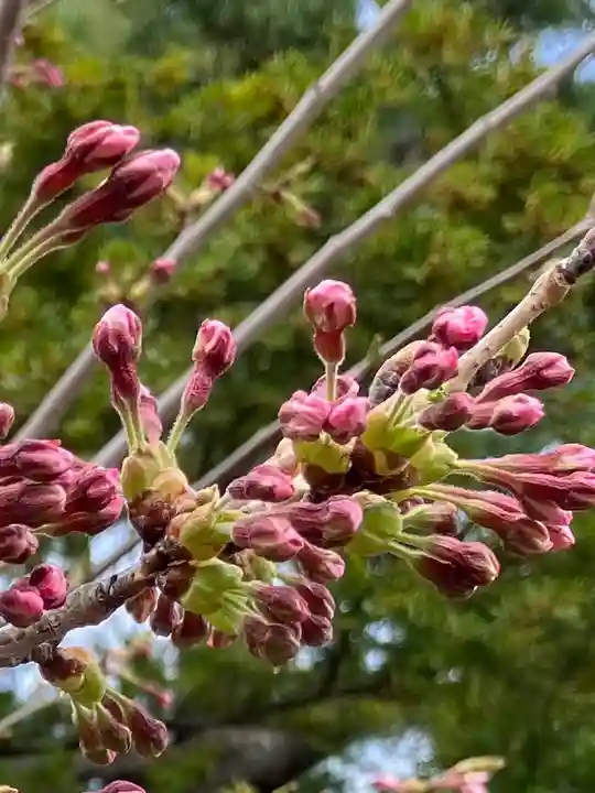 烈々布神社の自然
