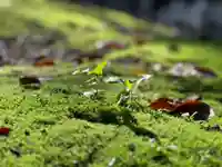 手力雄神社の自然