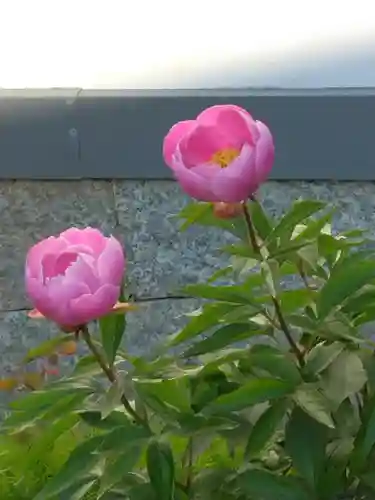 當麻寺　護念院の自然