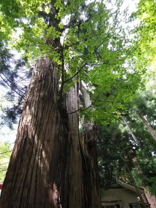 磐椅神社の自然
