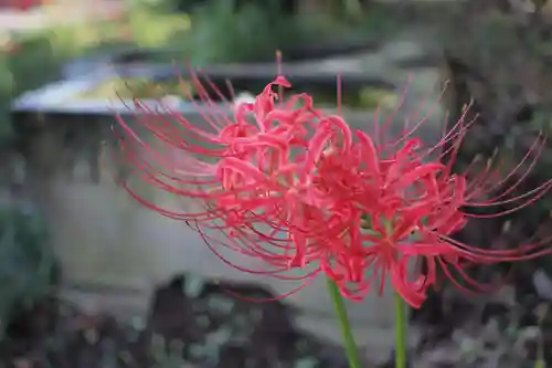 糀谷八幡宮の自然