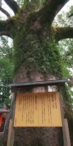 熊野那智大社の自然