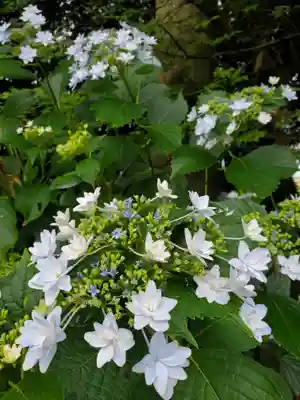 沙沙貴神社(滋賀県)