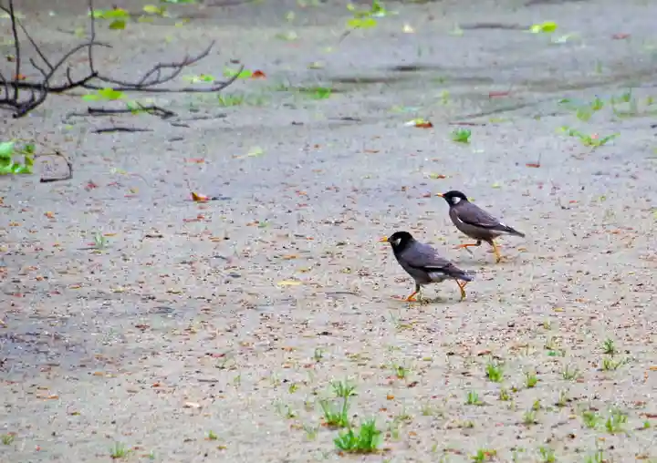 三津厳島神社(愛媛県)