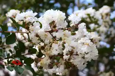 三津厳島神社(愛媛県)
