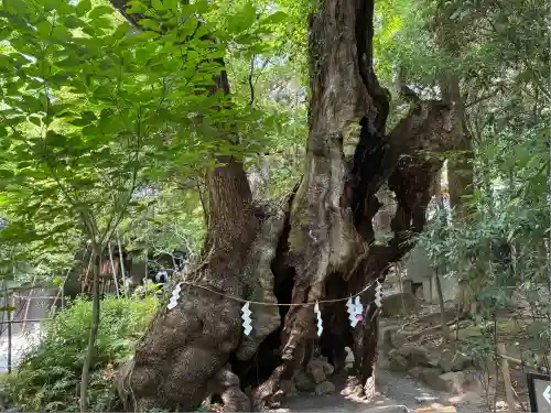 來宮神社(静岡県)