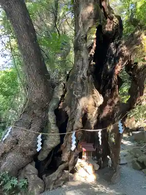 來宮神社(静岡県)