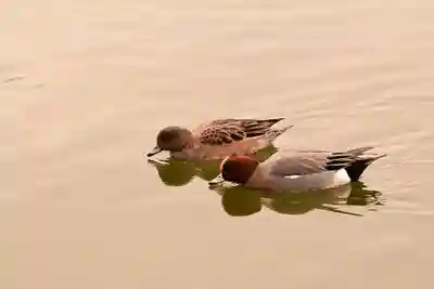 吉備津神社(広島県)