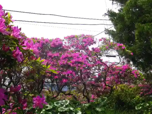 安養院　(田代寺）の自然