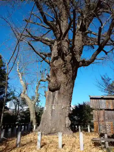 芝東照宮の自然